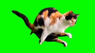 Amazing Cat !! 😱😱😱 | Green Screen Meme Template
