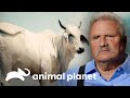 Fuerte ataque de toro brahman de 800 kilos casi lo mata | Solo y en peligro | Animal Planet