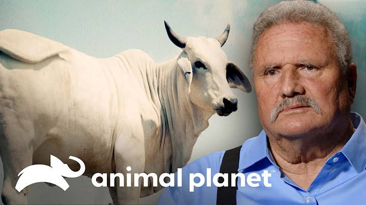 Fuerte ataque de toro brahman de 800 kilos casi lo mata | Solo y en peligro | Animal Planet
