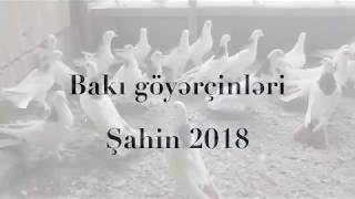 Baki Goyercinleri Бакинские Голуби Baku Pigeons Şahin 2018
