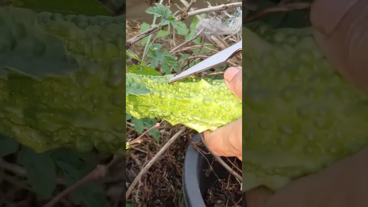 కాకరకాయ హార్వెస్ట్ #garden #harvest || TELUGU GARDEN VLOG