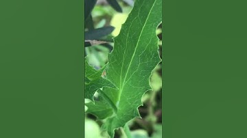 Công dụng của cây Nhất điểm Hồng #shorts #thanhdongvlog