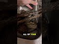 I Save Hundreds on Tank Decor. Here's How. #bioactive #snake #reptiles #savemoney #shorts #fyp