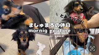 【morning routine】愛犬と過ごす朝の時間