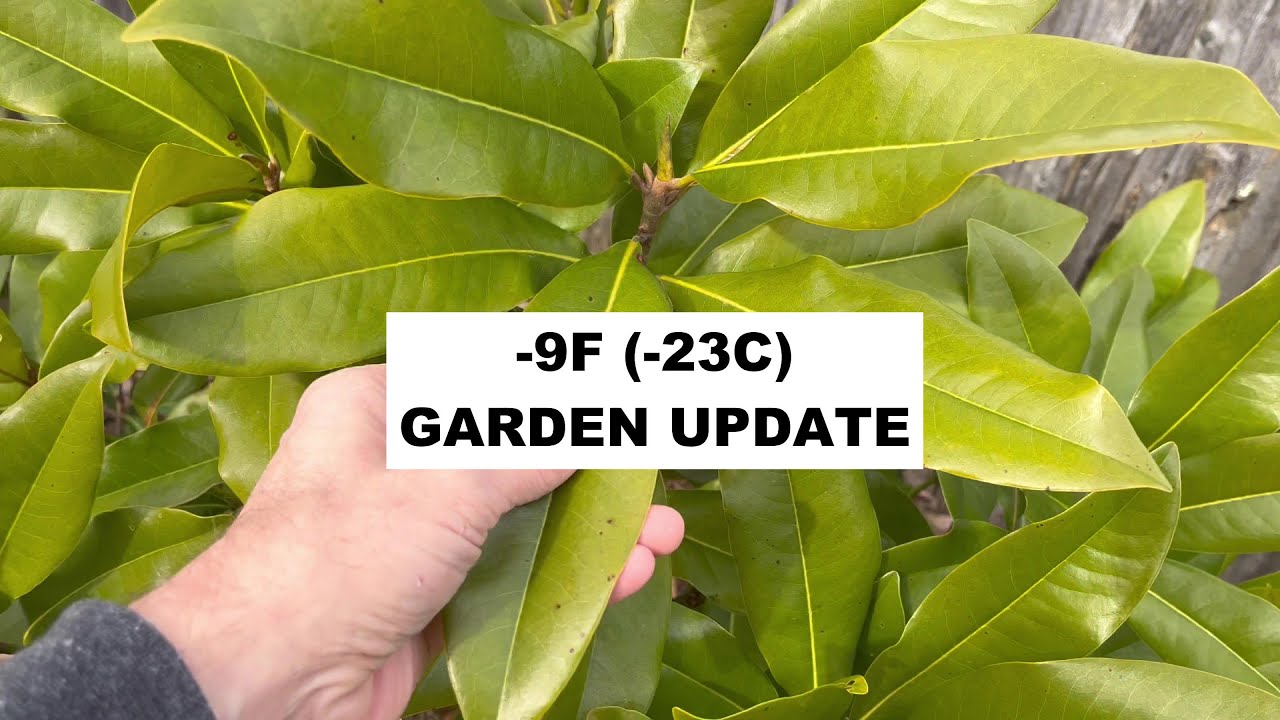 -9F (-23C) garden update in zone 6b Massachusetts - YouTube