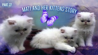 Mati and her kittens. Story 27^:^ by Zen Tavra 62,062 views 3 years ago 3 minutes, 16 seconds