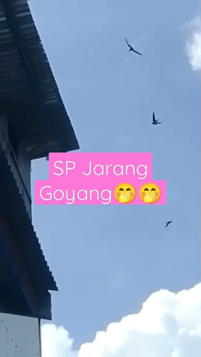 Viral SP Jarang Goyang #viral #shorts