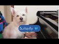 Butterfly piano cover 