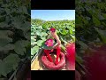 #лотосы #астрахань #красиваярыбалка#бабушкабезкомплексов #