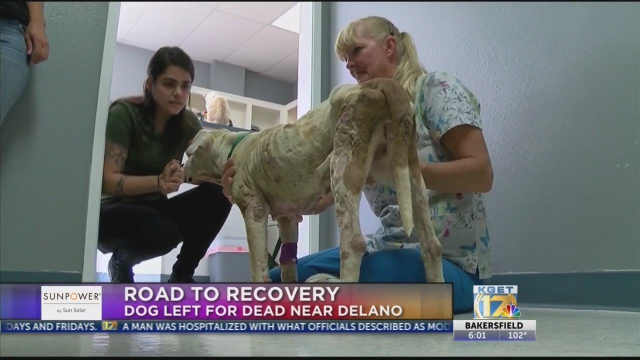 Dog left for dead near Delano - YouTube