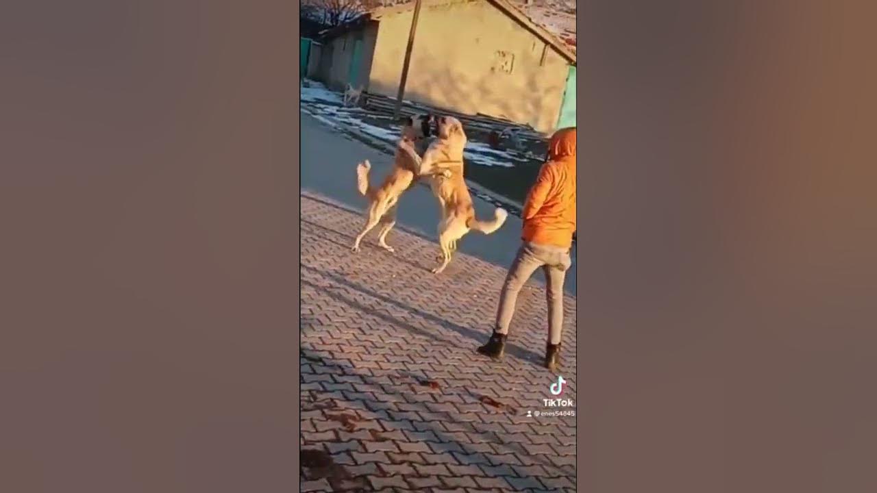 aslandan kısa görüntü - YouTube