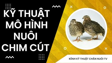 Kỹ thuật nuôi chim cút đẻ trứng | Mô hình làm giàu hiệu quả | Chi phí đầu tư thấp, lợi nhuận cao.