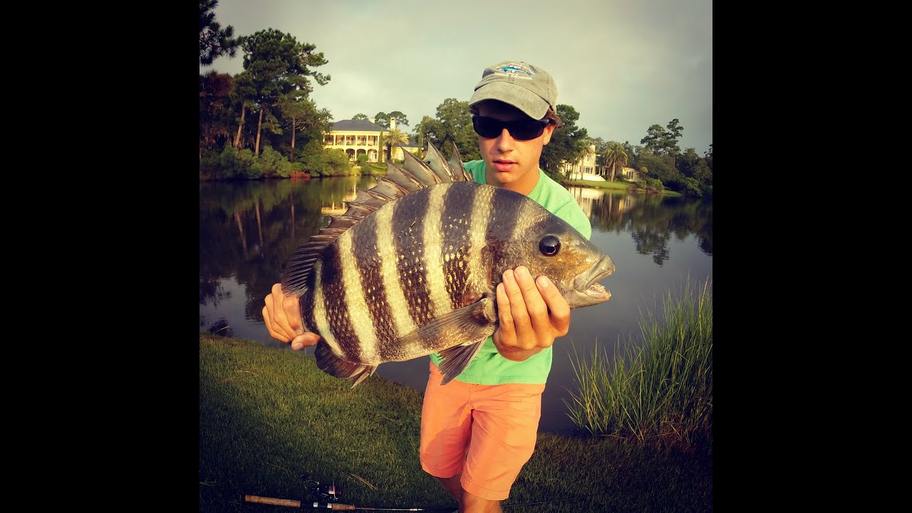 Sightfishing Sheepshead, Redfish, and Black DrumGoPro Hero 3 YouTube