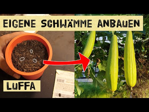 Video: Wann sollen Luffa-Samen in Zone 7 gepflanzt werden?