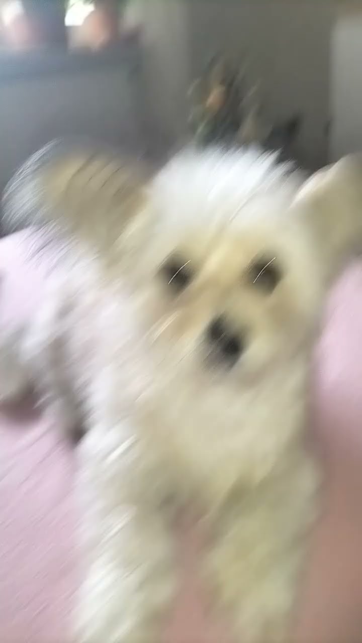 Wie findet ihr den Hund von meiner Oma? - YouTube