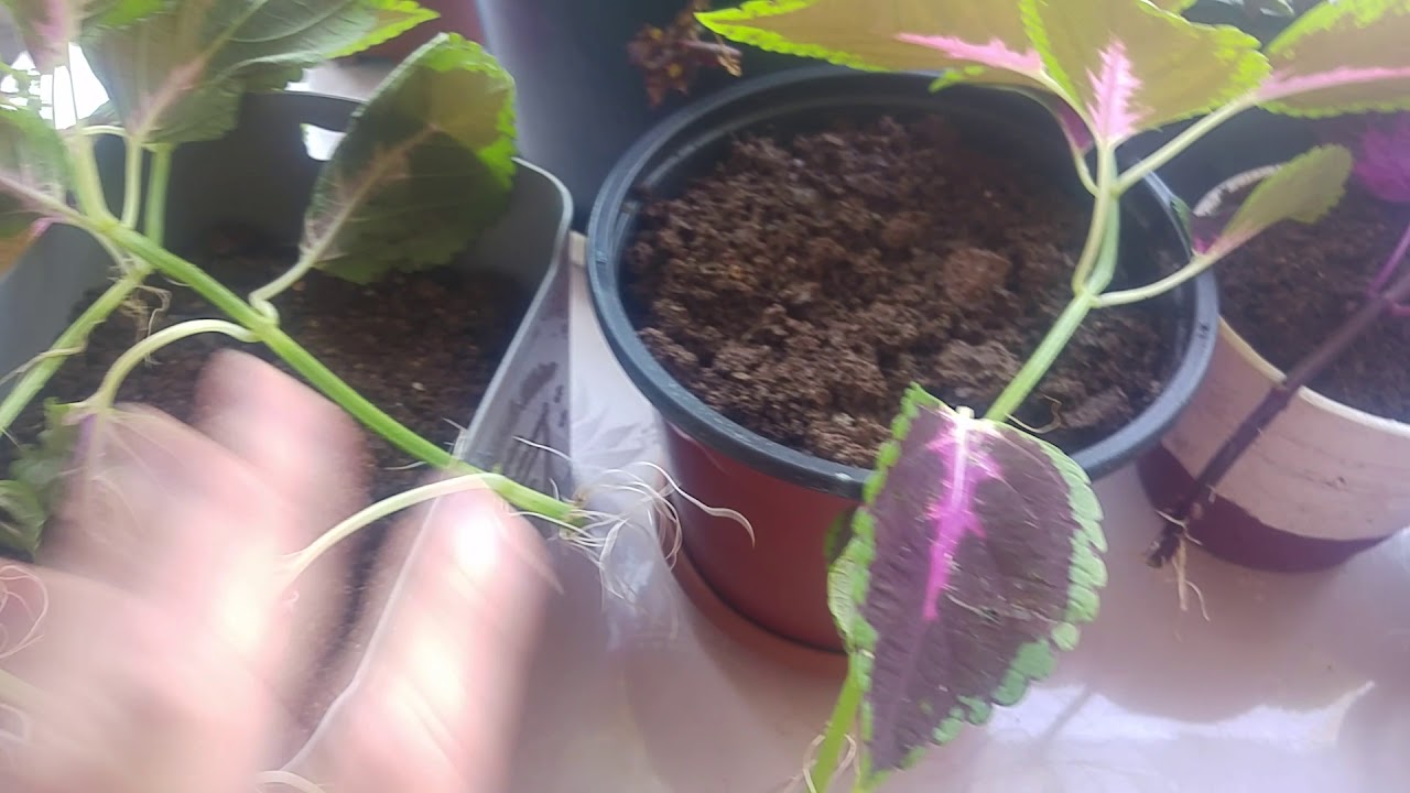 Yaprak güzeli çiçeği nasıl çoğaltılır? Yaprak güzeli çiçeğinin bakımı. Kolyos flower.