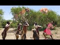 予想外なことに、ハッザベの戦士たちは簡単な武器を使ってヒョウを攻撃し、かわいそうな犬を救出しました。