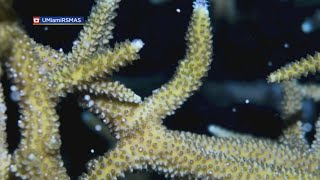 Restored Corals Observed Spawning For First Time In Waters Off Miami