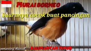 MURAI BATU BORNEO || COCOK BUAT PANCINGAN MURAI YANG MACET BUNYI || MURAI LIAR || MURAI HUTAN