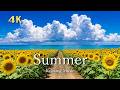 4K 夏の絶景｜海・星空・花火・朝日が彩る癒しのリラックス映像｜Relaxing Summer Scenery