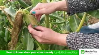 How to Know When Your Corn is Ready to Harvest