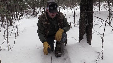 How to Snare Bobcats
