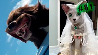 Funny animal videos cats and Dogs 🤣Try not to laugh Challenge! №81