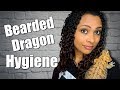 Bearded Dragon Hygiene