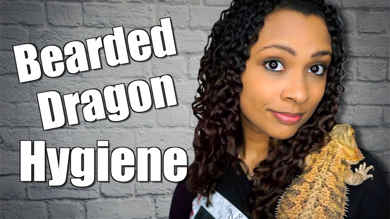 Bearded Dragon Hygiene YouTube