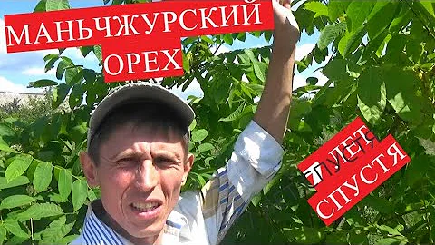 Маньчжурский Орех 7 лет