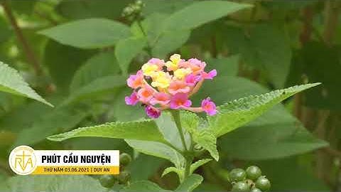 Phút Cầu Nguyện, Thứ Năm 03/06/2021: Sáng Kiến Bảo Vệ Môi Trường Sinh Thái