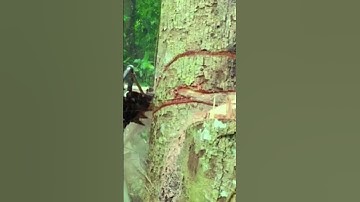 Process of felling trees until they fall properly Indonesian Lumberjack 8
