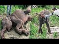 Saving a young elephant from one of the smallest predators