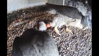 Time for the Peregrine Eggs Hatch | Discover Wildlife | Robert E Fuller