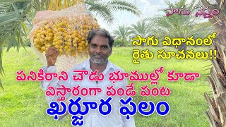 Barhi Dates Farming | ఖర్జూర తోట & యూకలిప్టస్ రైతు అనుభవాలు | ఖర్జూర తోట కాసుల పంట | Sagu Nestham