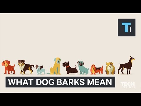 Videó: Minden kutyafajtának megkülönböztetett kérge van, de valószínűleg soha nem hallja a különbséget
