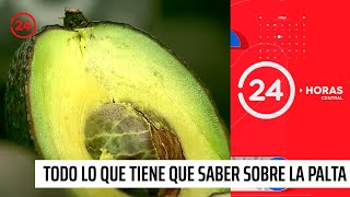 Reportajes 24: Todo lo que tiene que saber sobre la palta | 24 Horas TVN Chile