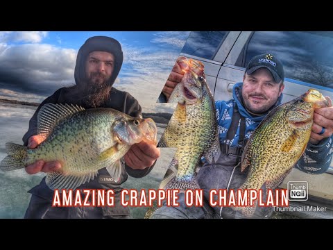 HUGE HYBRID CRAPPIE 