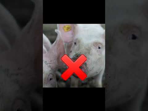 Halal vs Haram meat in Islam #islamicstatus #status #shortvideo #reelsvideo