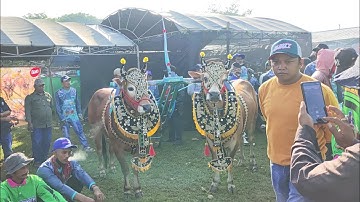 Suasana Lomba Karapan Sapi Piala Presiden 2025