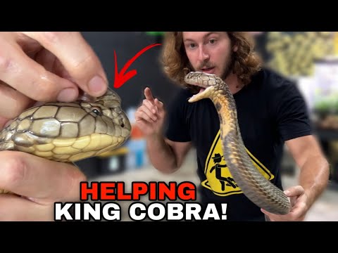 King Cobra Doesn't want Help!! 