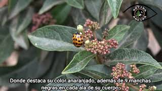 Chinita de Arlequin (Harmonia axyridis)