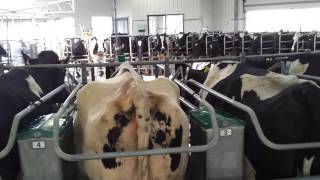 A day in a dairy farm