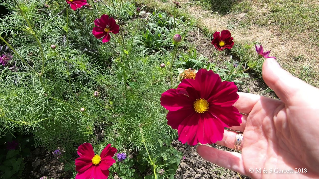 Plot Flowers an Update - YouTube