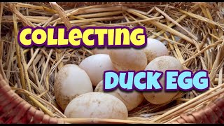 Collectig Duck Eggs Day 116 | Duck Egg | Desi Duck | Village Farm | Homemade Farm | Andhra Pradesh by Indian Agri Farm 308 views 2 years ago 6 minutes, 15 seconds
