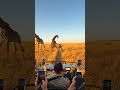Giraffe Kicks Cheetah Flying into the Air! 🦒💥 #shorts