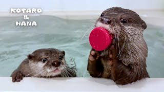 お風呂でいじわるされたカワウソの可愛すぎる反撃！　Otter Bath Time is Actually Hilarious