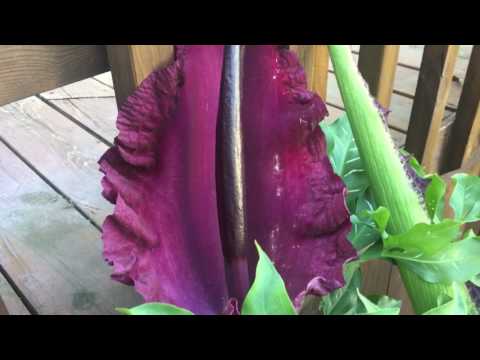 Видео: Dragon Arum Care - Как да отгледате дракон Arum Lily