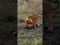 lioness cute cubs playing #lion #shorts