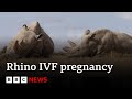 World&#39;s first IVF rhino pregnancy &#39;could save species&#39; | BBC News